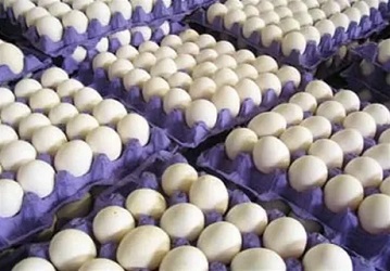 تصویر 3 از قیمت خرید تخم مرغ صادراتی قم + فروش ویژه